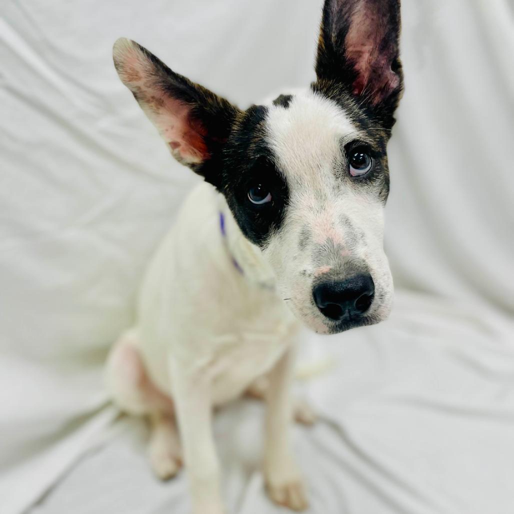 Enlarge Marshmallow / Hannah, a Adoptable mixed breed in Lebanon, MO image 4/6
