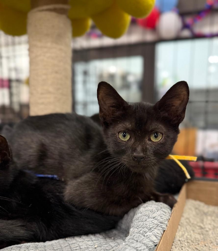 Katia (Yellow Band), Adoptable, Kitten Female Domestic Short Hair.