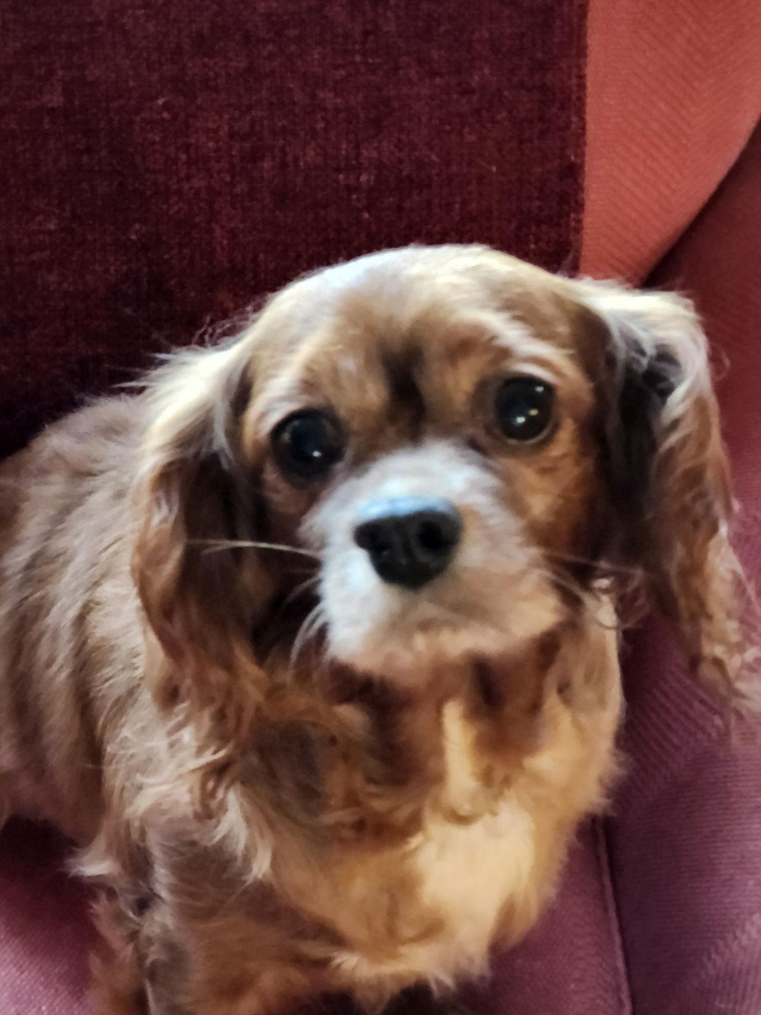 Betsy, a Adoptable Cavalier King Charles Spaniel image 1/2