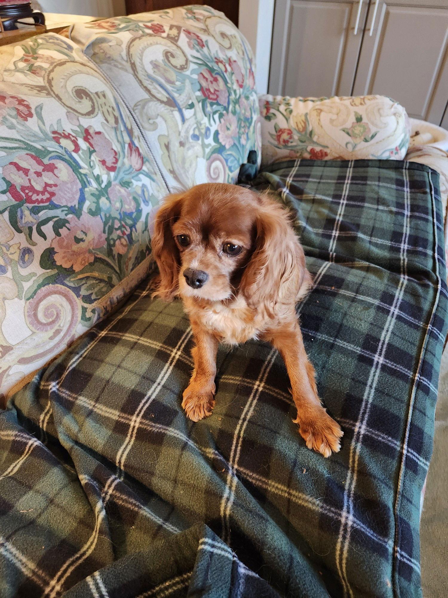 Betsy, a Adoptable Cavalier King Charles Spaniel image 2/2