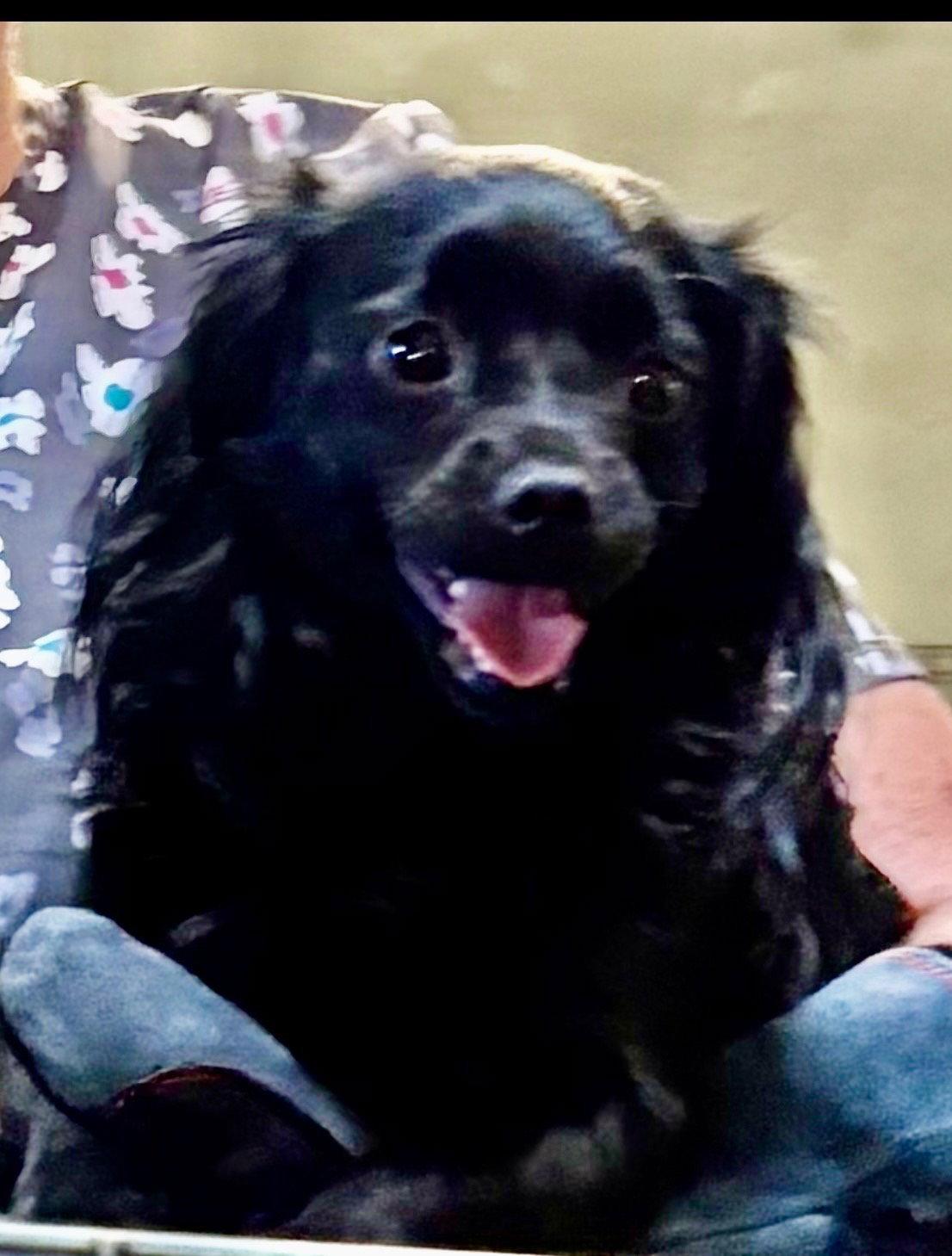 Enlarge Minnie, a Adopted mixed breed in Mentone, CA image 1/2