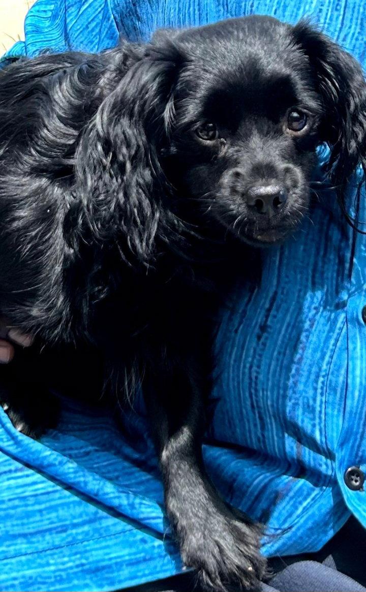 Enlarge Minnie, a Adopted mixed breed in Mentone, CA image 2/2