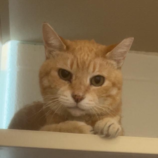 Flubber, a Adoptable Domestic Short Hair in Ridgely, MD image 1/2