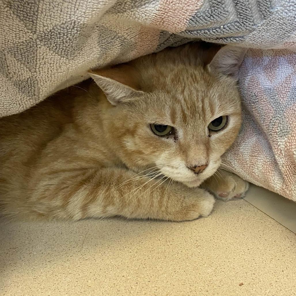 Flubber, a Adoptable Domestic Short Hair in Ridgely, MD image 2/2