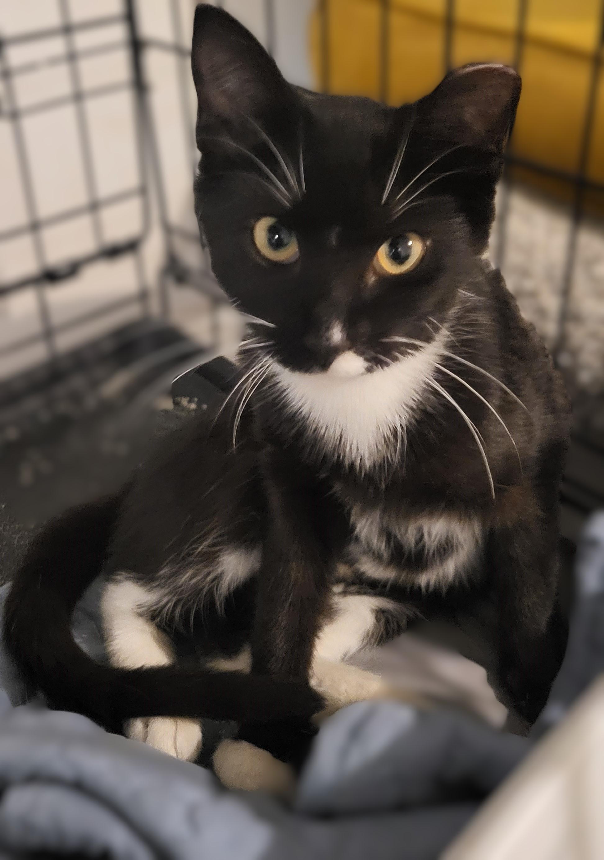 Enlarge Tipper, a Adoptable American Shorthair in Bennington, VT image 1/1