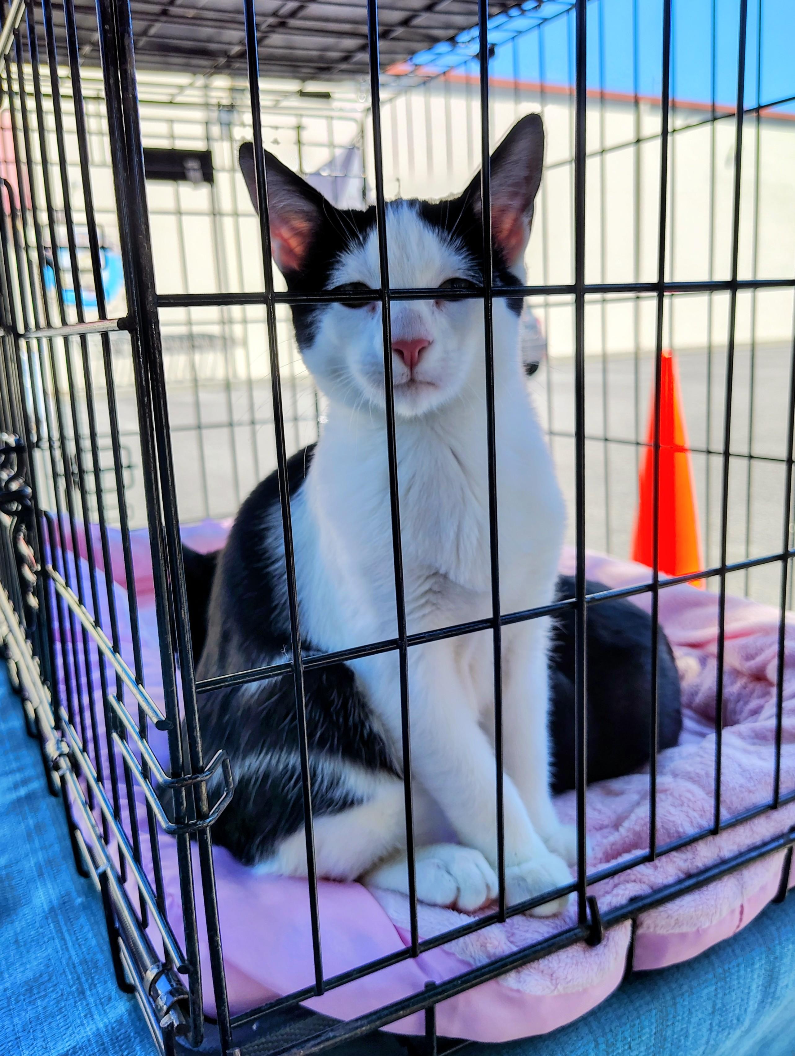 Enlarge Munch, a ADOPTABLE mixed breed in Santa Cruz, CA image 1/2
