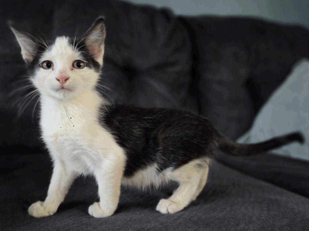 Munch, ADOPTABLE, Young Male Domestic Short Hair.