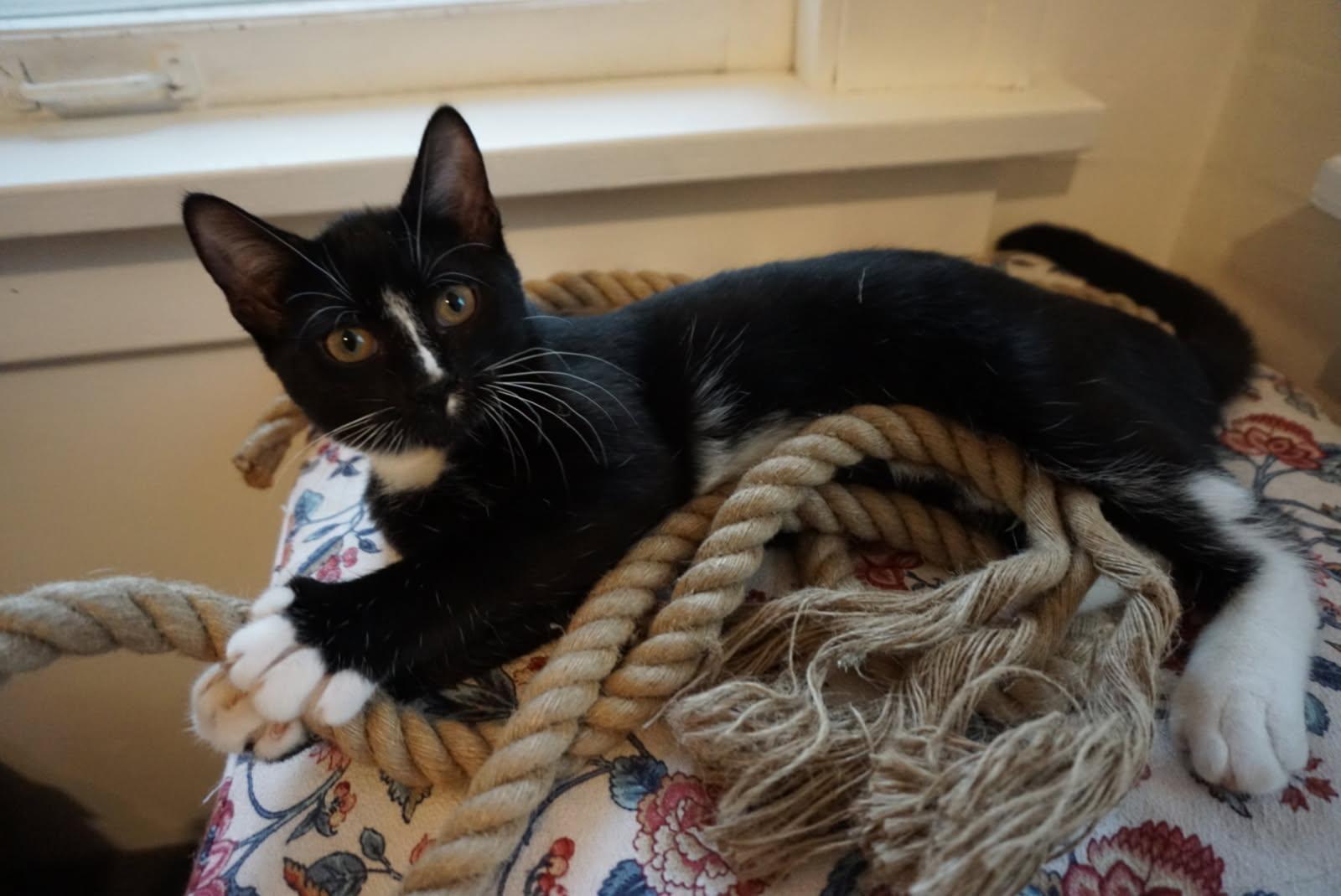 Breve, Adoptable, Young Female Domestic Short Hair.