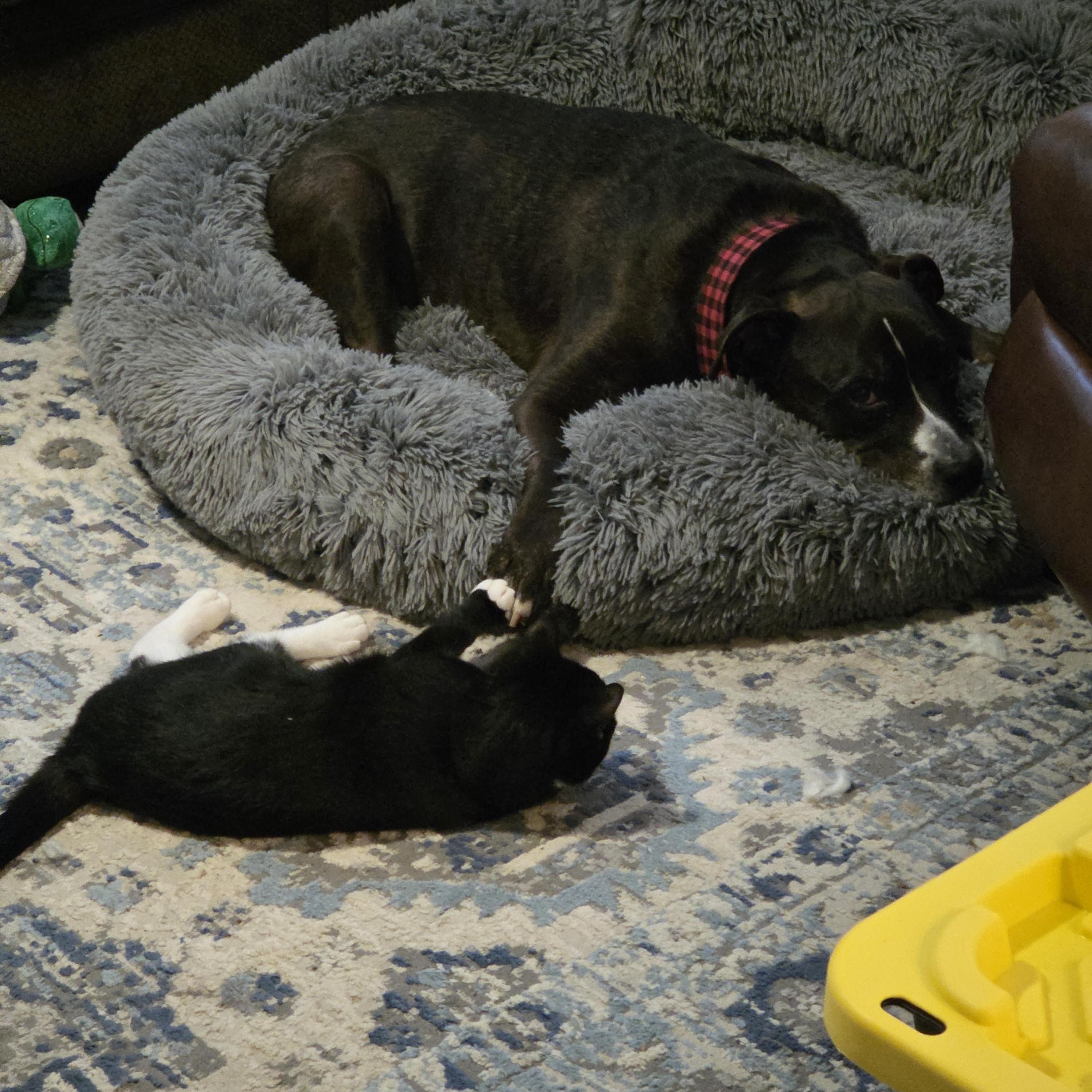 Enlarge Breve, a Adoptable Domestic Short Hair in Huntley, IL image 3/5