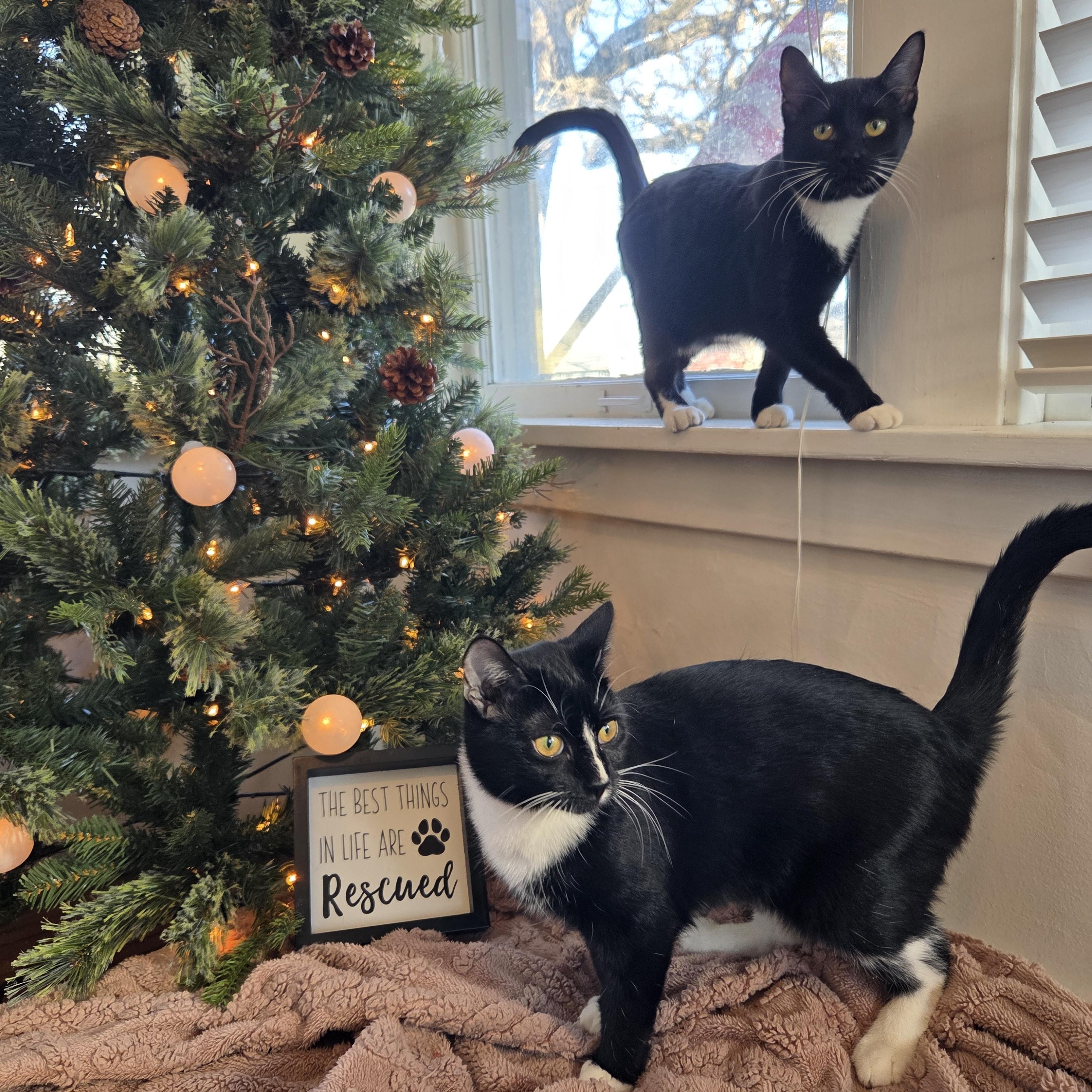 Enlarge Breve, a Adoptable Domestic Short Hair in Huntley, IL image 5/5