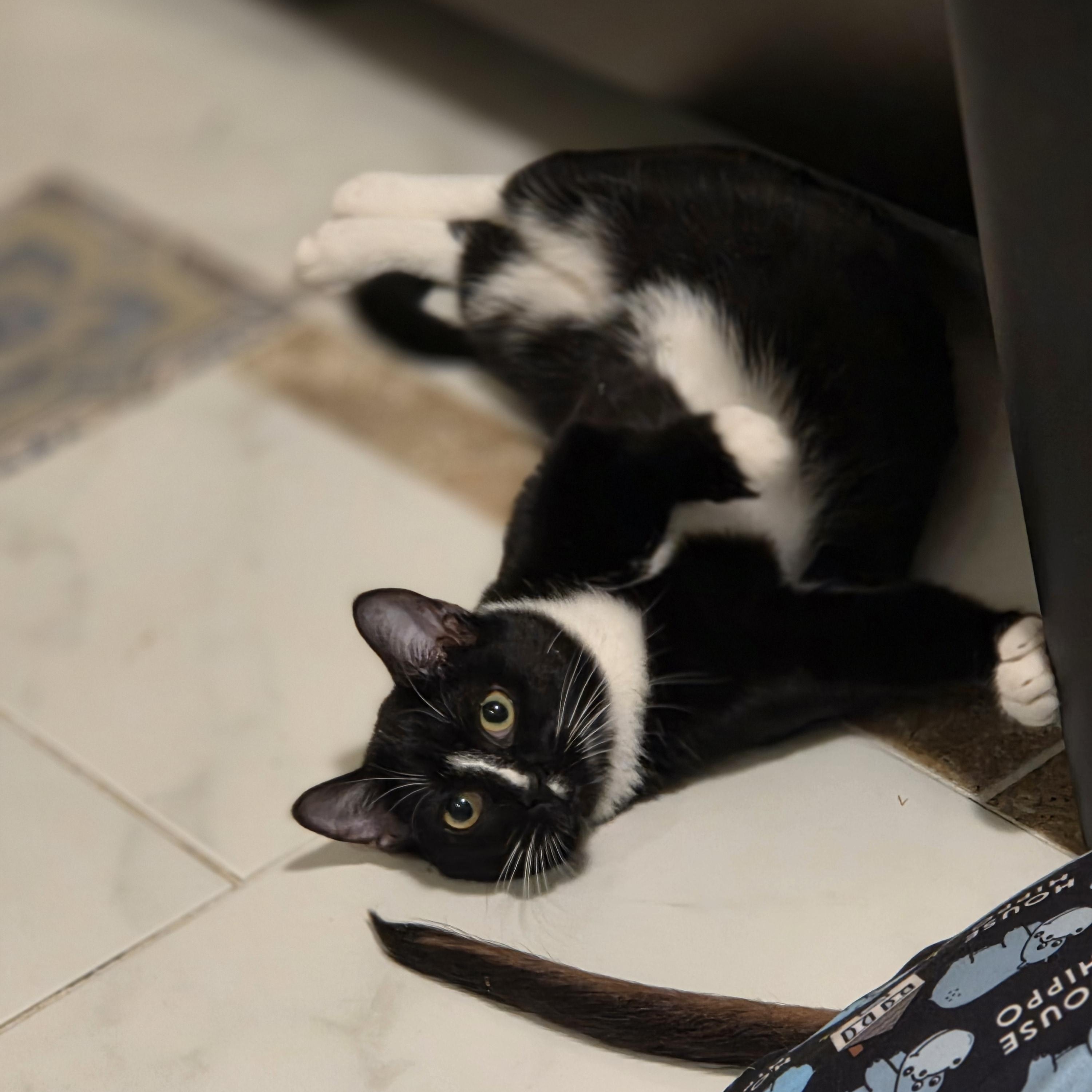 Breve — thumbnail 3