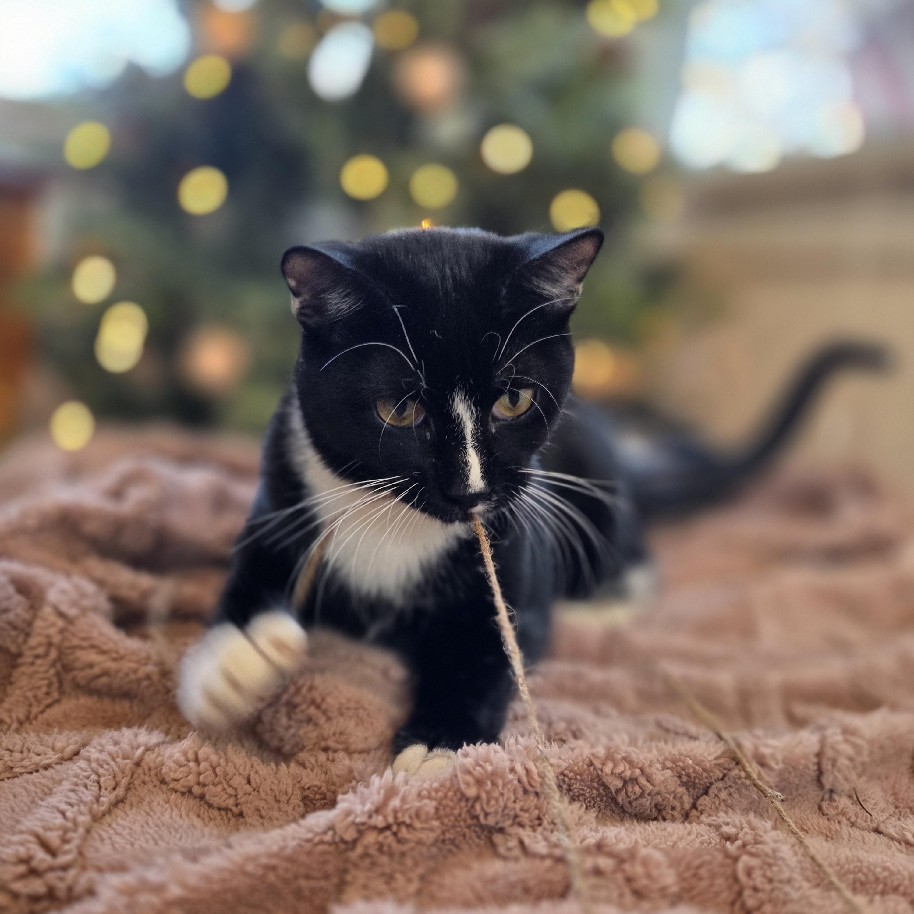 Breve — thumbnail 4