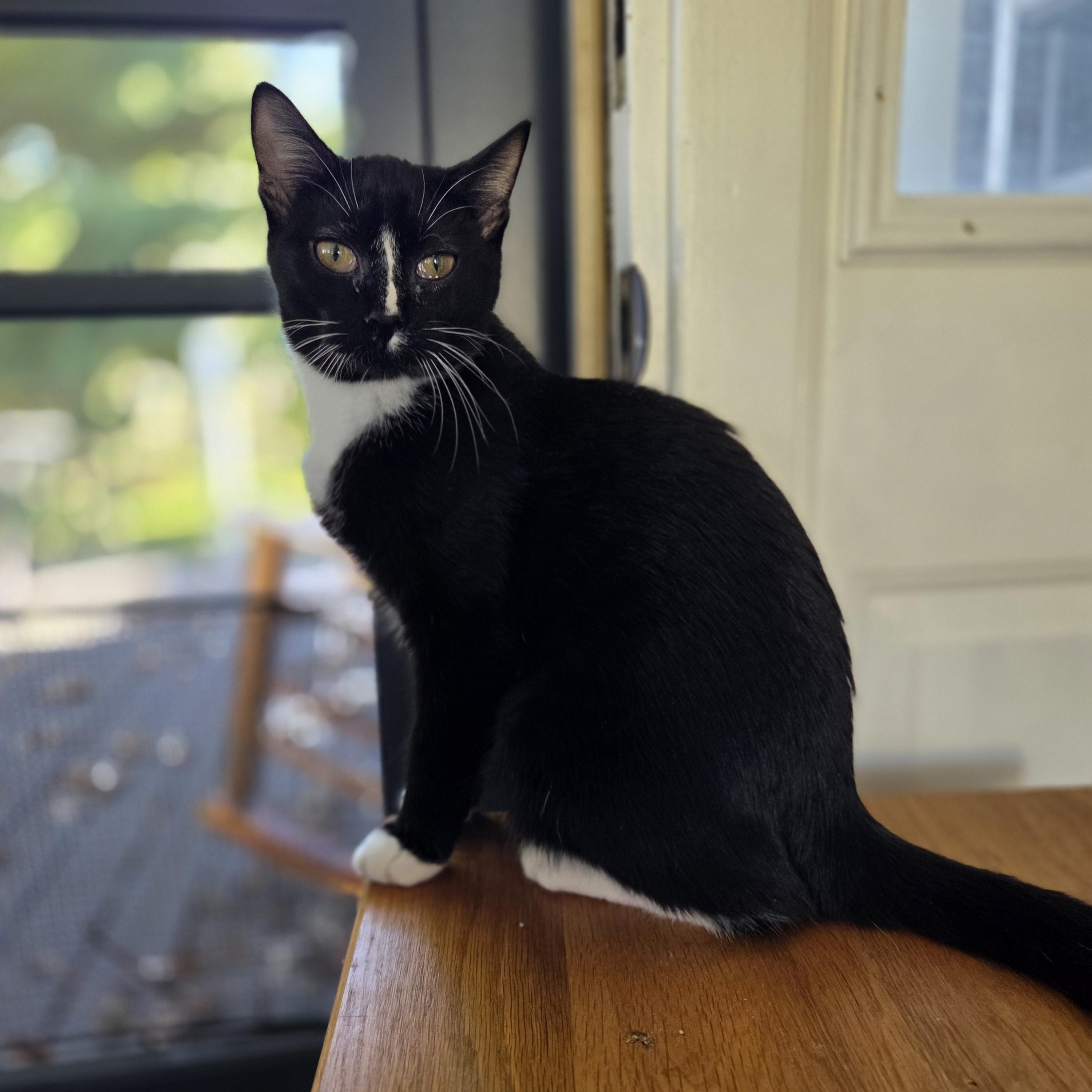 Breve, Adoptable, Young Female Domestic Short Hair.