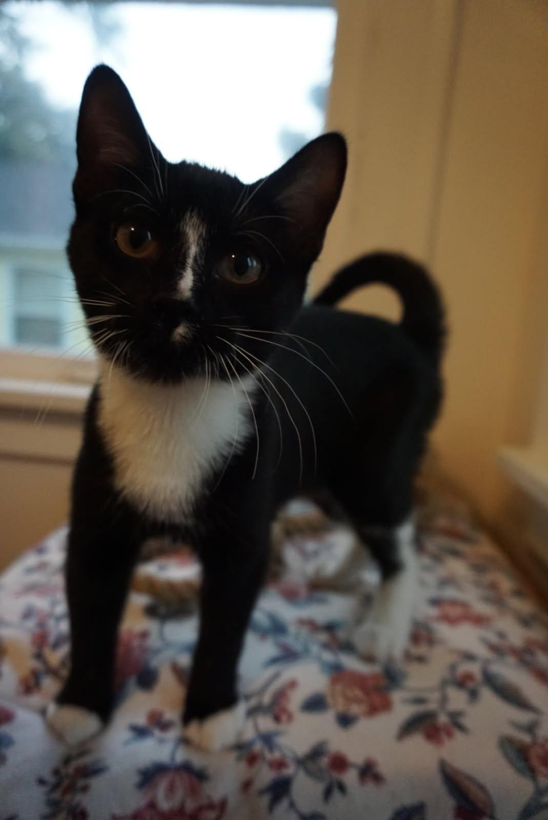 Breve, a Adoptable Domestic Short Hair in Huntley, IL image 4/6