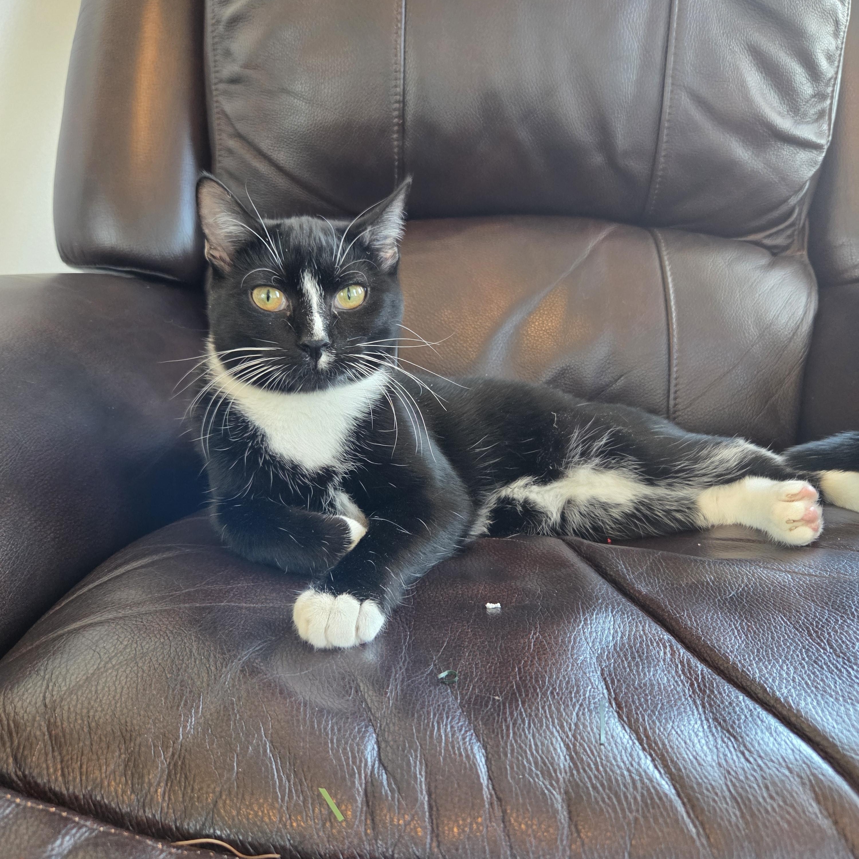 Enlarge Breve, a Adoptable Domestic Short Hair in Huntley, IL image 1/5