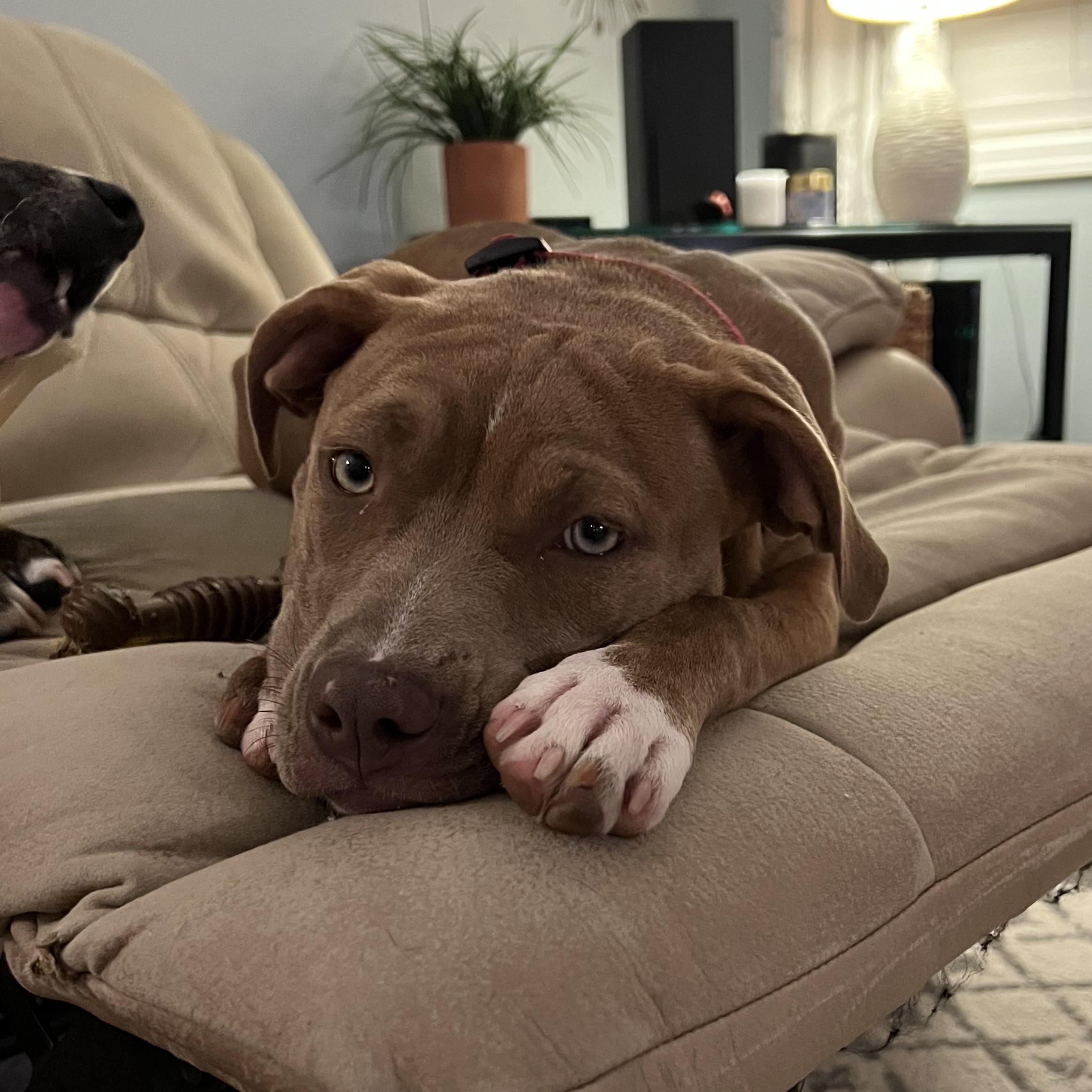 Mocha — thumbnail 4