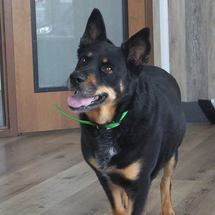 Molly, Adoptable, Senior Female Shepherd.