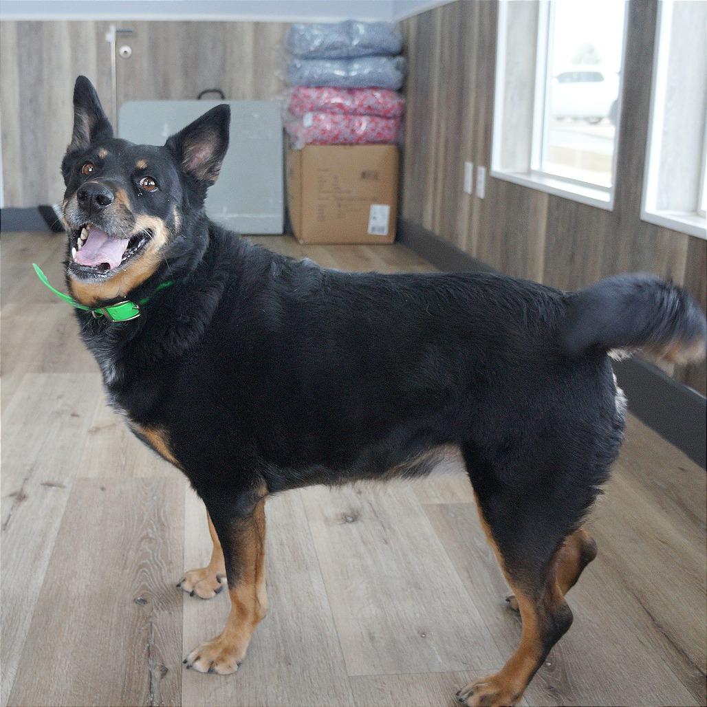 Molly, Adoptable, Senior Female Shepherd & Mixed Breed.