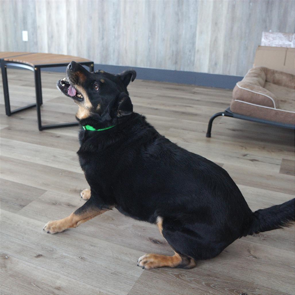 Molly, Adoptable, Senior Female Shepherd.