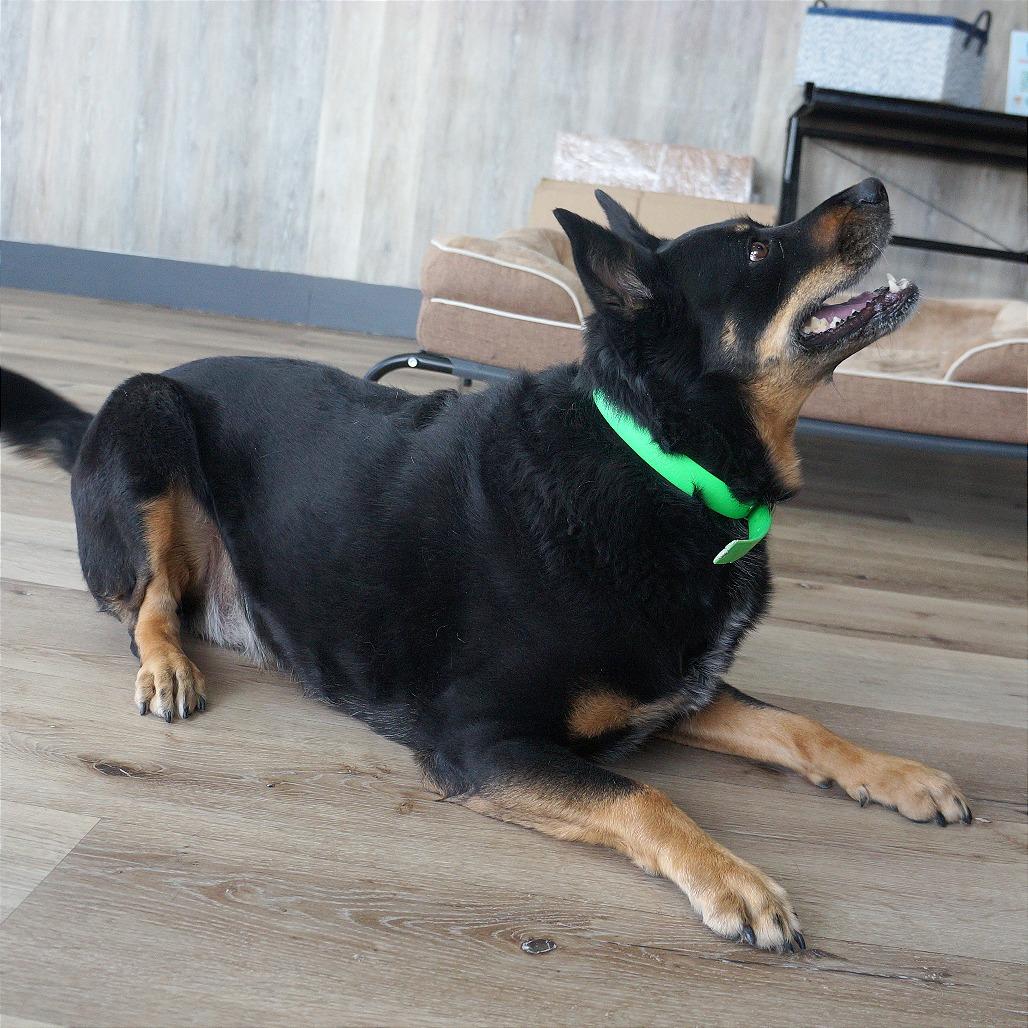 Enlarge Molly, a Adoptable mixed breed in Idaho Falls, ID image 3/6