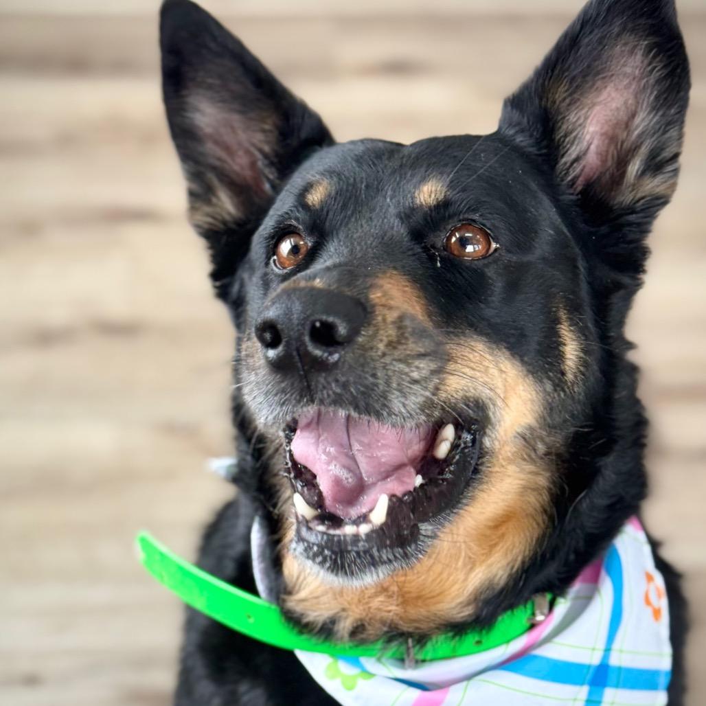 Molly, a Adoptable mixed breed in Idaho Falls, ID image 4/6