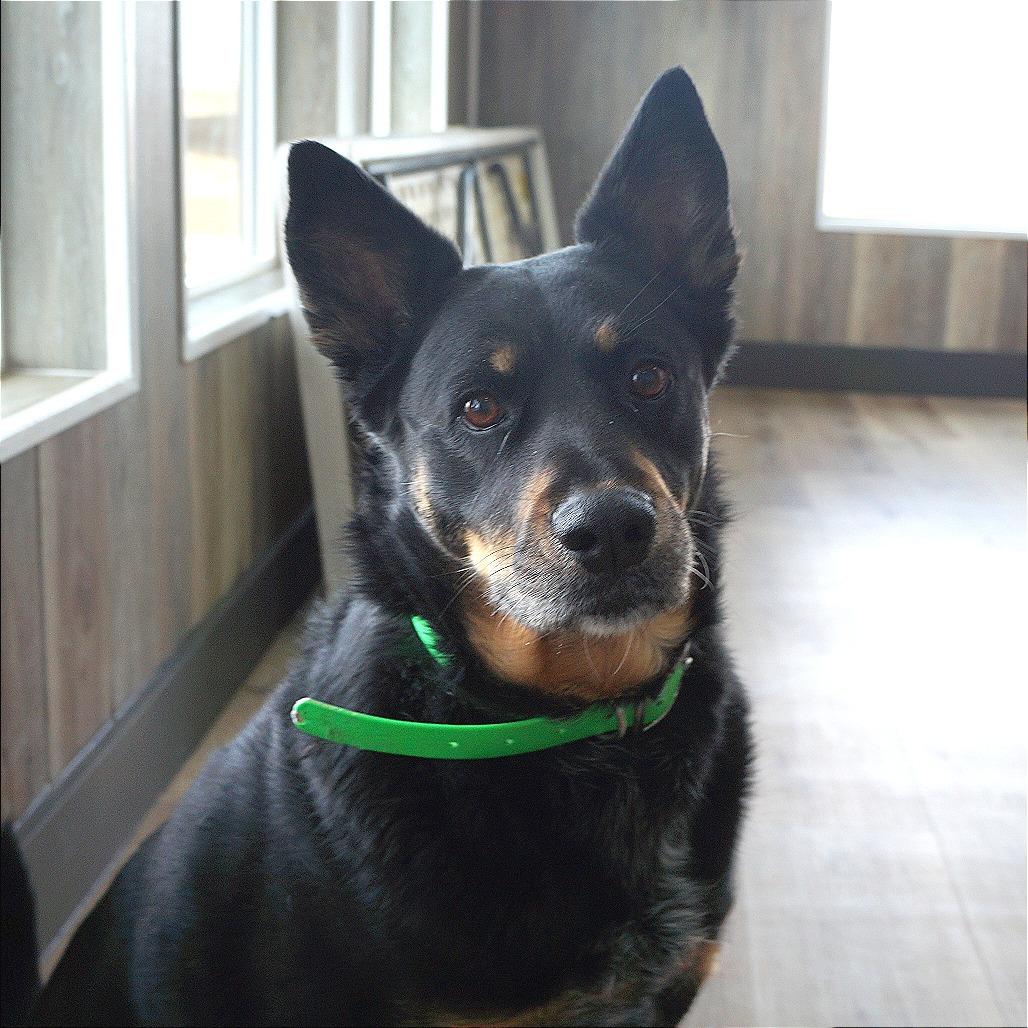 Enlarge Molly, a Adoptable mixed breed in Idaho Falls, ID image 4/6