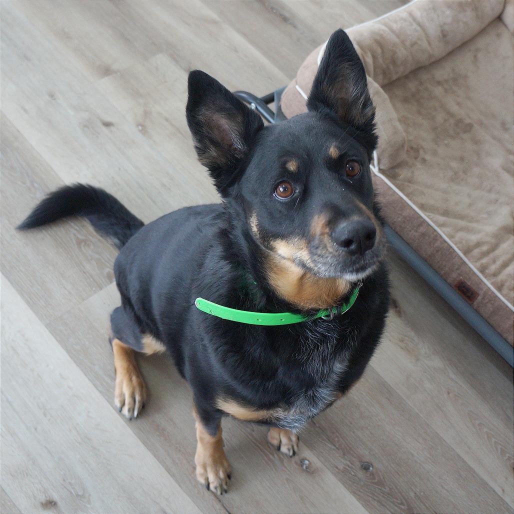 Enlarge Molly, a Adoptable mixed breed in Idaho Falls, ID image 5/6