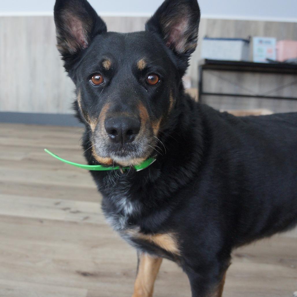 Enlarge Molly, a Adoptable mixed breed in Idaho Falls, ID image 6/6