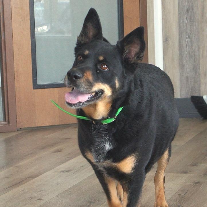 Enlarge Molly, a Adoptable mixed breed in Idaho Falls, ID image 6/6