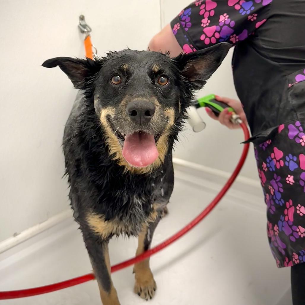 Molly, a Adoptable mixed breed in Idaho Falls, ID image 5/6