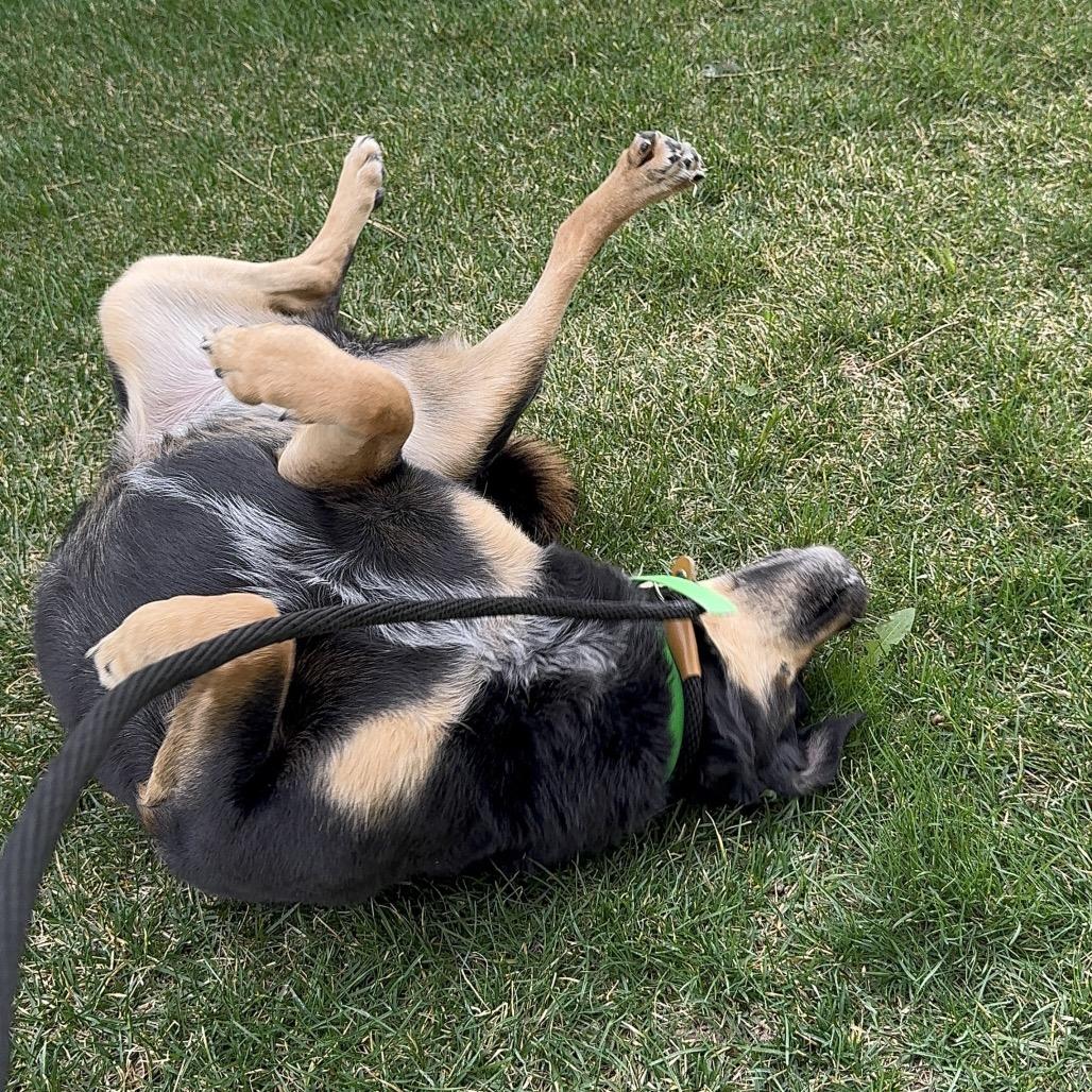 Molly, a Adoptable mixed breed in Idaho Falls, ID image 6/6