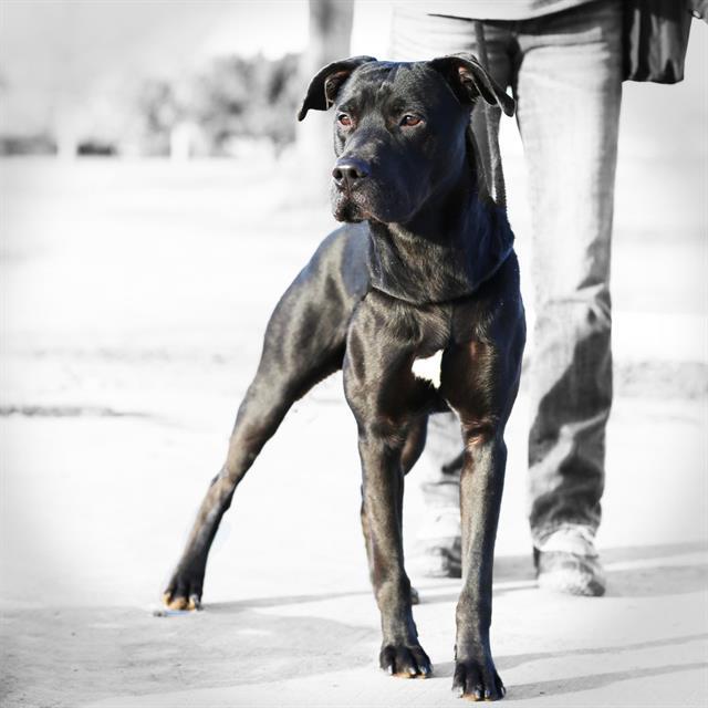 Enlarge MANAGER, a Adoptable mixed breed in Albuquerque, NM image 2/2