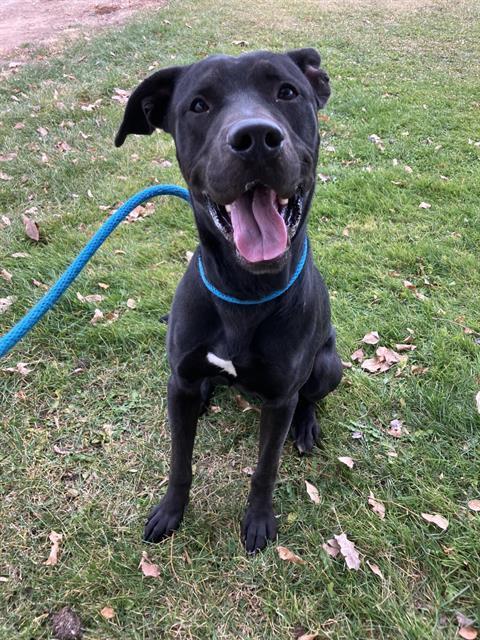 MANAGER, Adoptable, Young Male Labrador Retriever & Pit Bull Terrier.