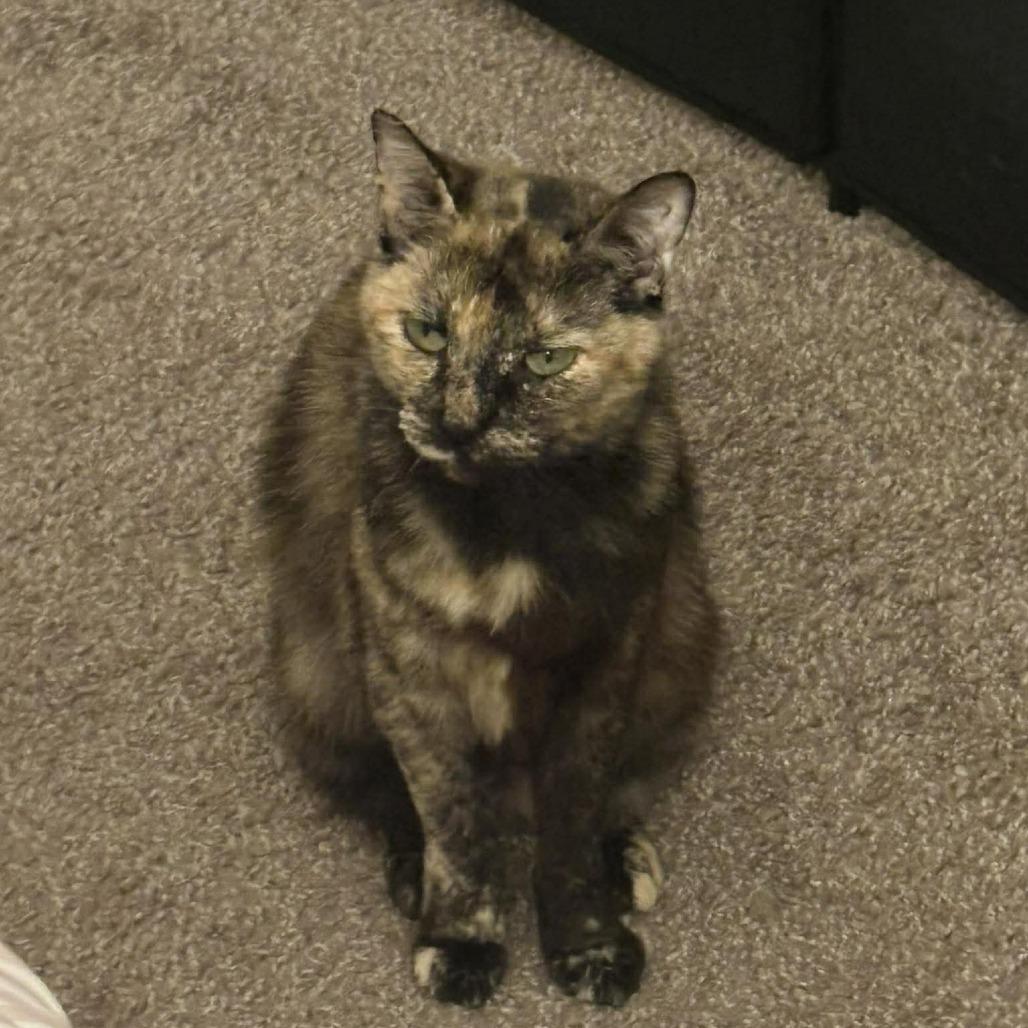 Amanda, a Adoptable Domestic Short Hair in Tampa, FL image 1/5