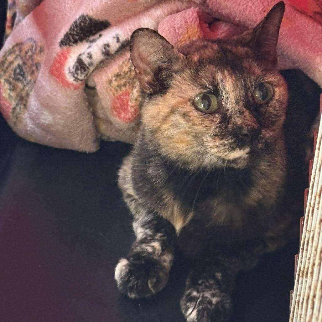 Amanda, a Adoptable Domestic Short Hair in Tampa, FL image 2/5