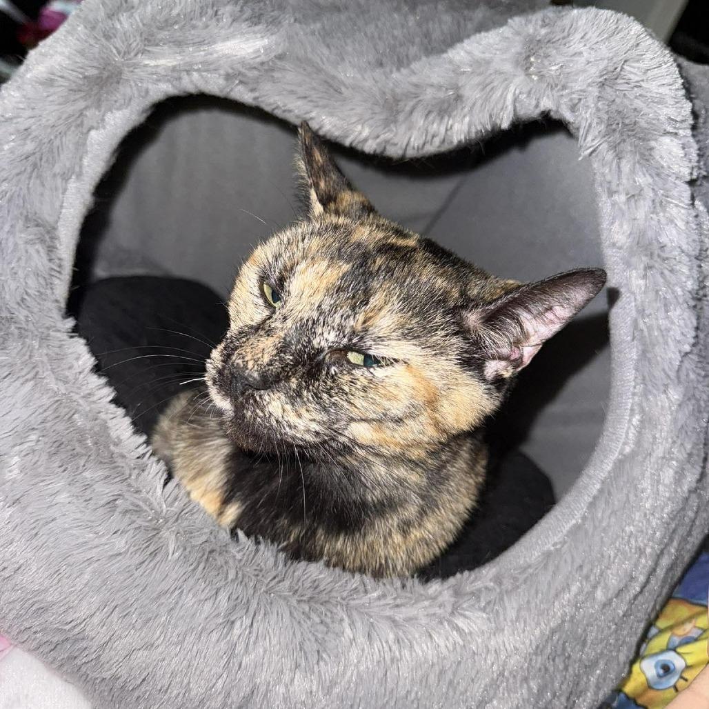 Amanda, a Adoptable Domestic Short Hair in Tampa, FL image 3/5