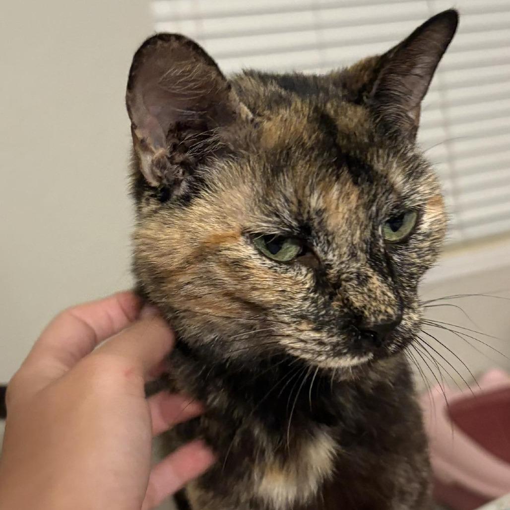 Amanda, a Adoptable Domestic Short Hair in Tampa, FL image 4/5