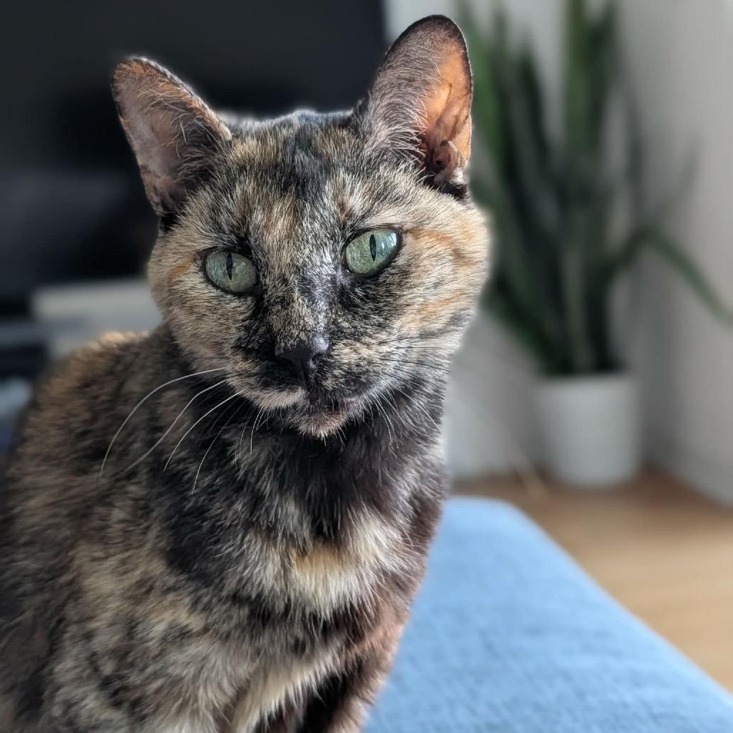 Amanda, a Adoptable Domestic Short Hair in Tampa, FL image 5/5