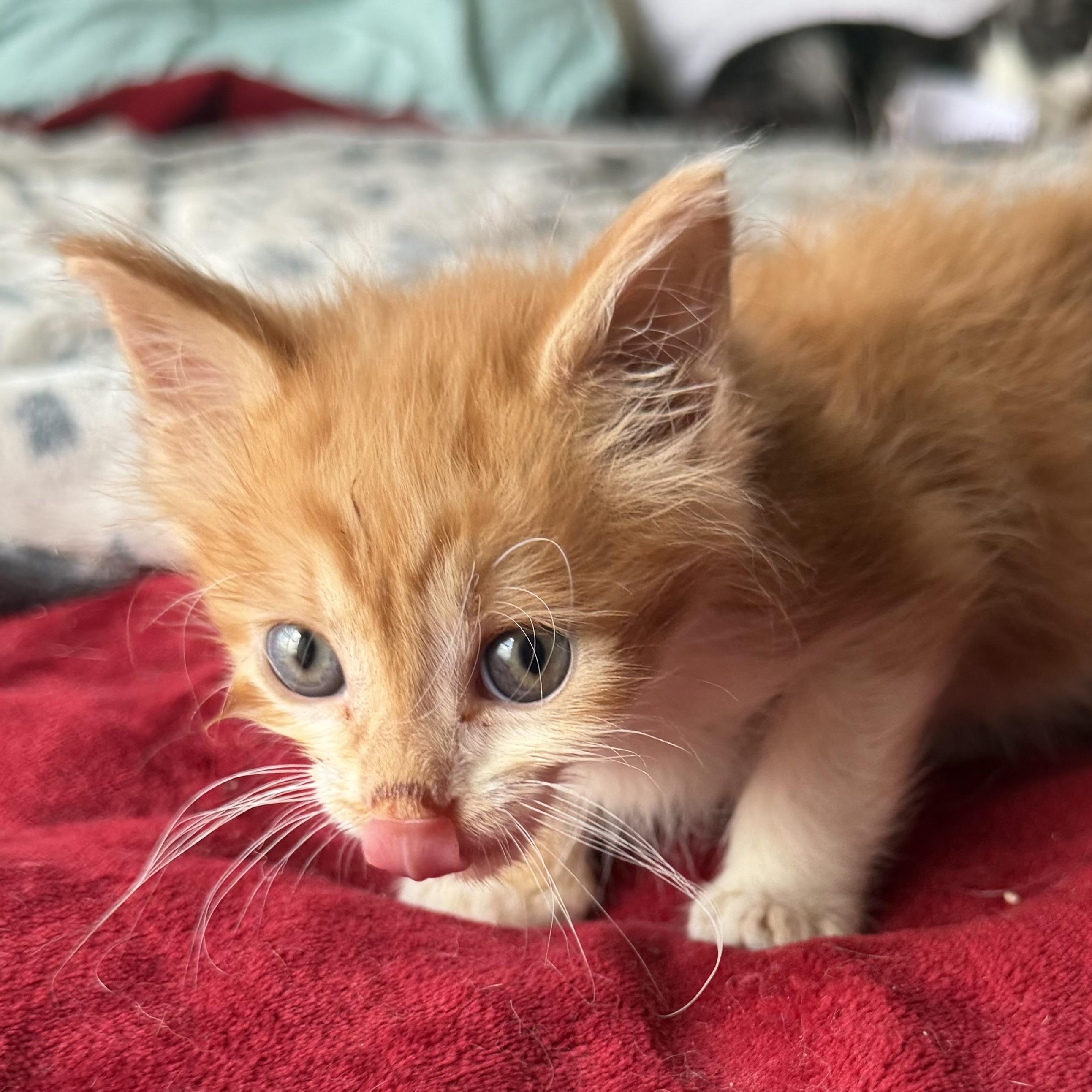 Enlarge Scooby, a Adopted Domestic Medium Hair in jacksonville, FL image 4/5