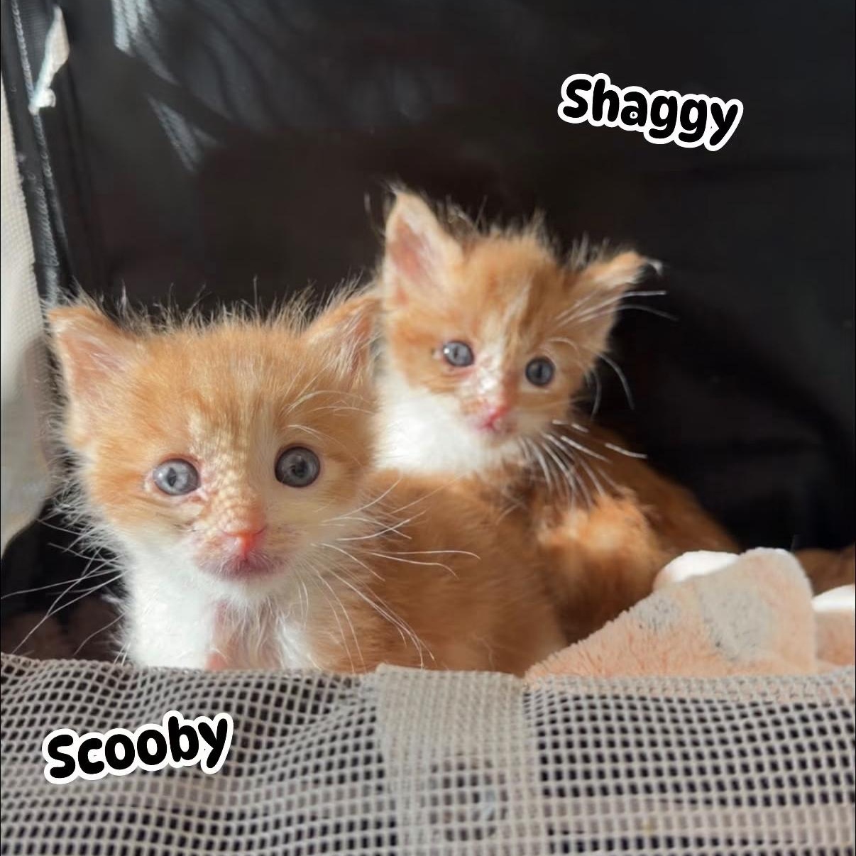 Enlarge Scooby, a Adopted Domestic Medium Hair in jacksonville, FL image 2/5