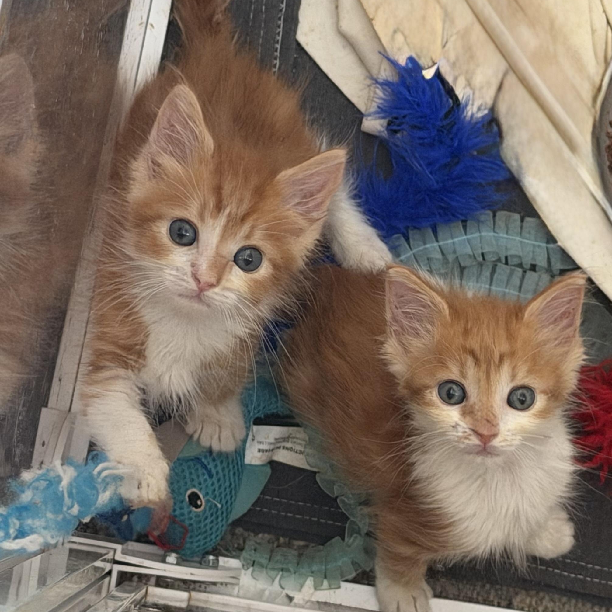 Enlarge Scooby, a Adopted Domestic Medium Hair in jacksonville, FL image 3/5