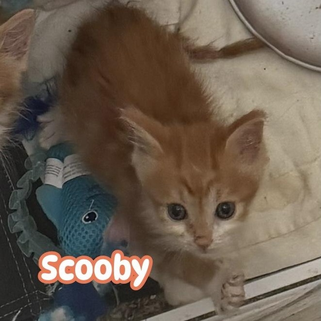 Enlarge Scooby, a Adopted Domestic Medium Hair in jacksonville, FL image 5/5