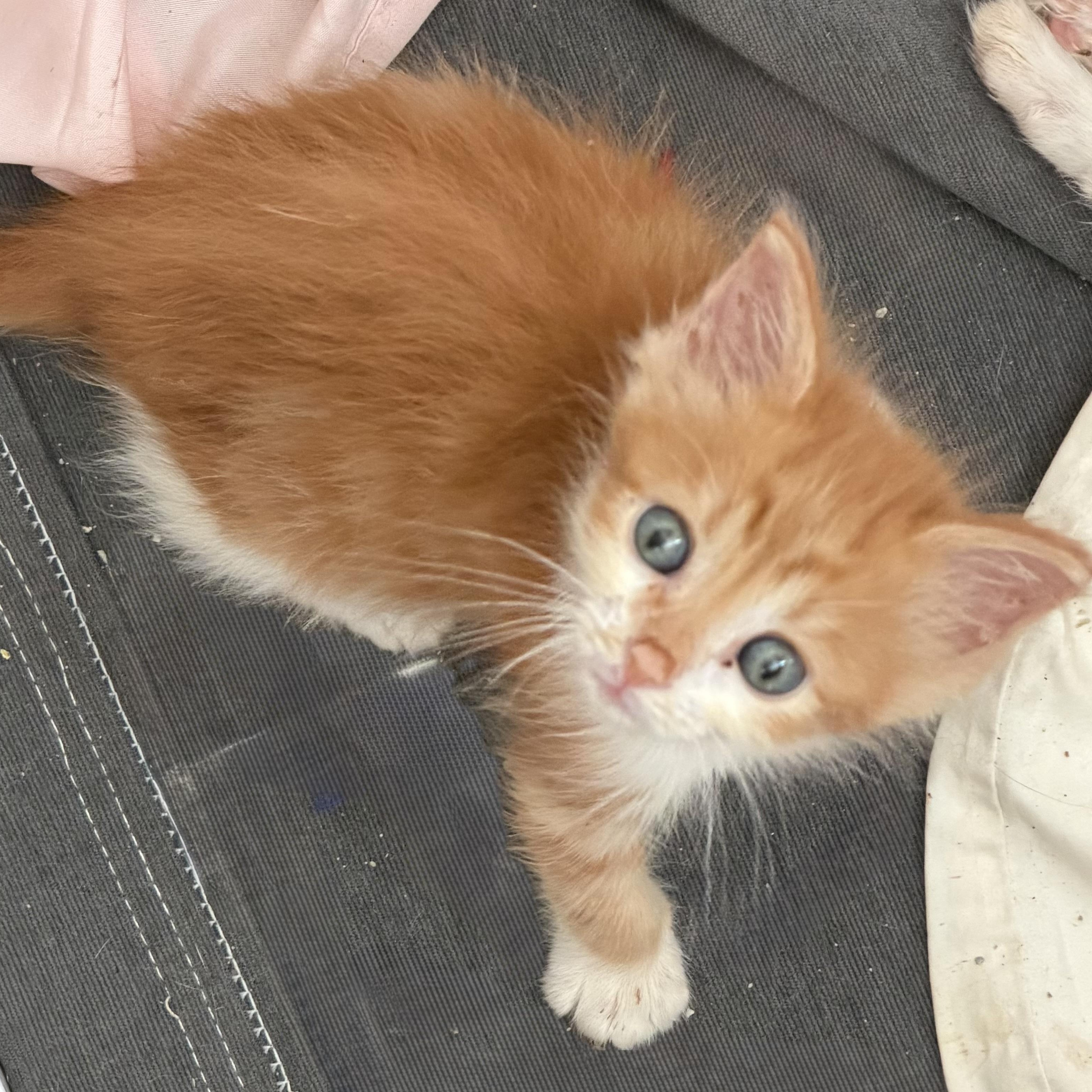 Scooby, Adopted, Kitten Male Domestic Medium Hair.