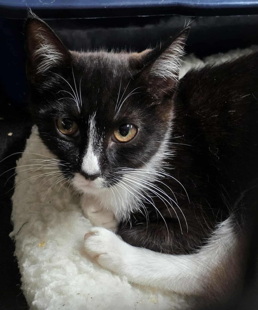 Enlarge Pocahontas, a Adopted mixed breed in Crossville, TN image 1/6