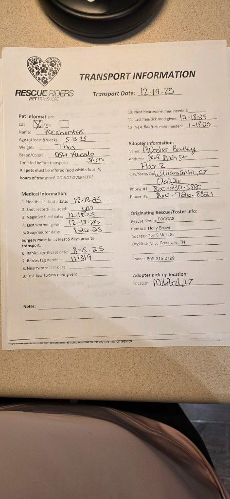 Enlarge Pocahontas, a Adopted mixed breed in Crossville, TN image 2/6