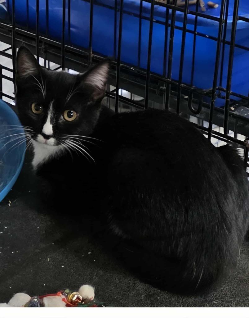 Enlarge Pocahontas, a Adopted mixed breed in Crossville, TN image 3/6