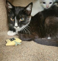 Enlarge Pocahontas, a Adopted mixed breed in Crossville, TN image 4/6