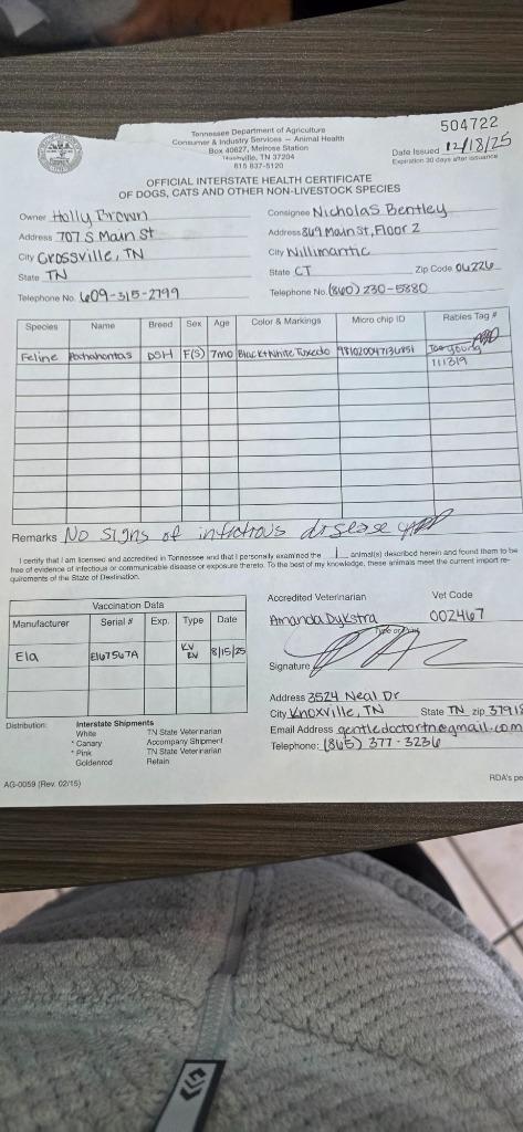 Enlarge Pocahontas, a Adopted mixed breed in Crossville, TN image 5/6