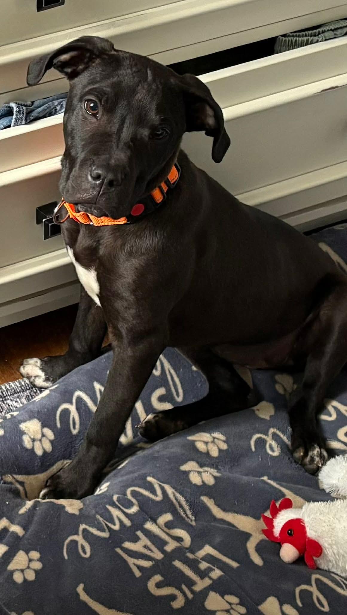 Enlarge Olly, a Adoptable Mixed Breed in Highland, NY image 2/2