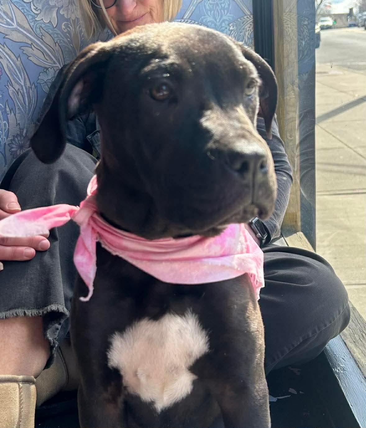 Olly, Adoptable, Puppy Female Mixed Breed.